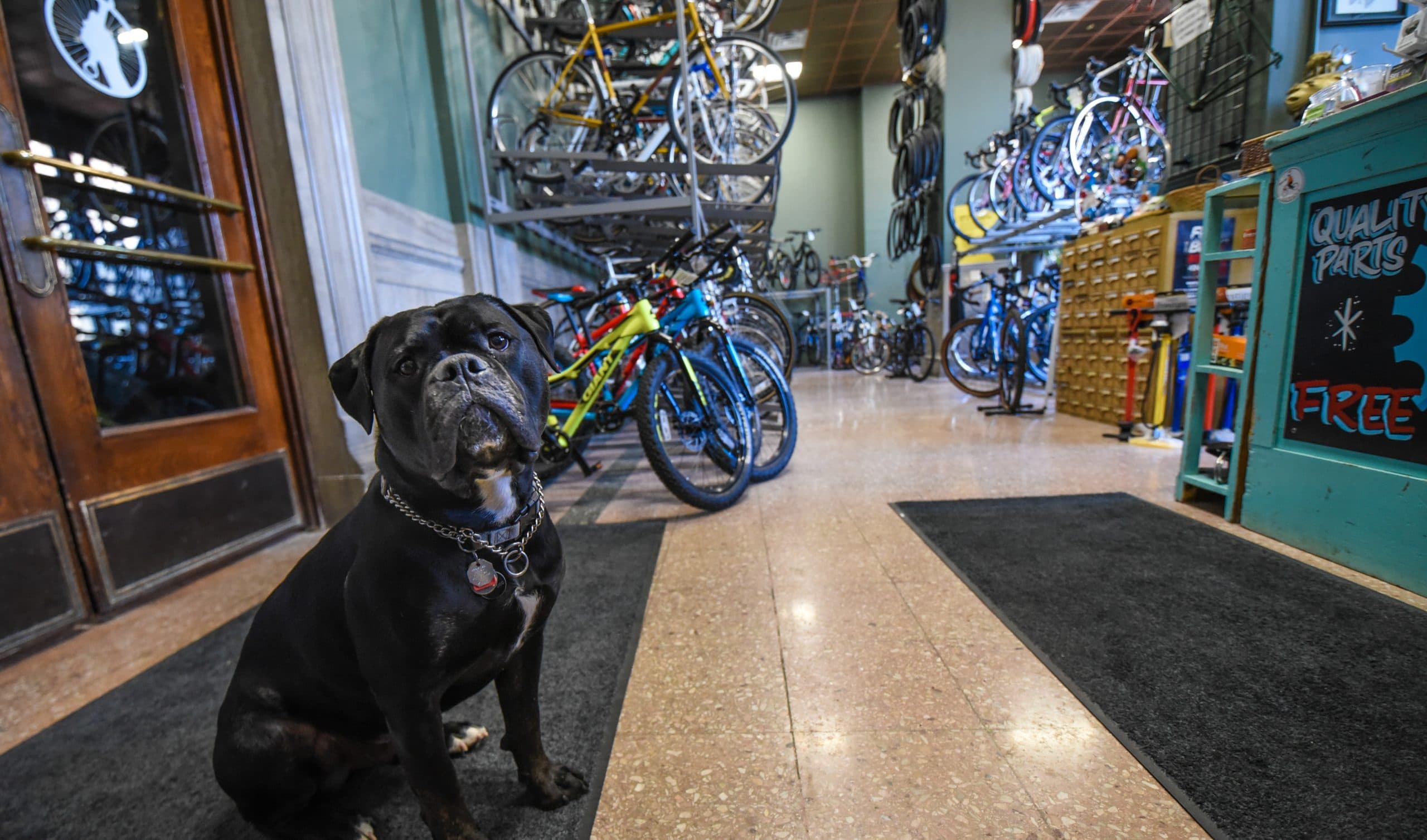 Dog in front of bikes in shop